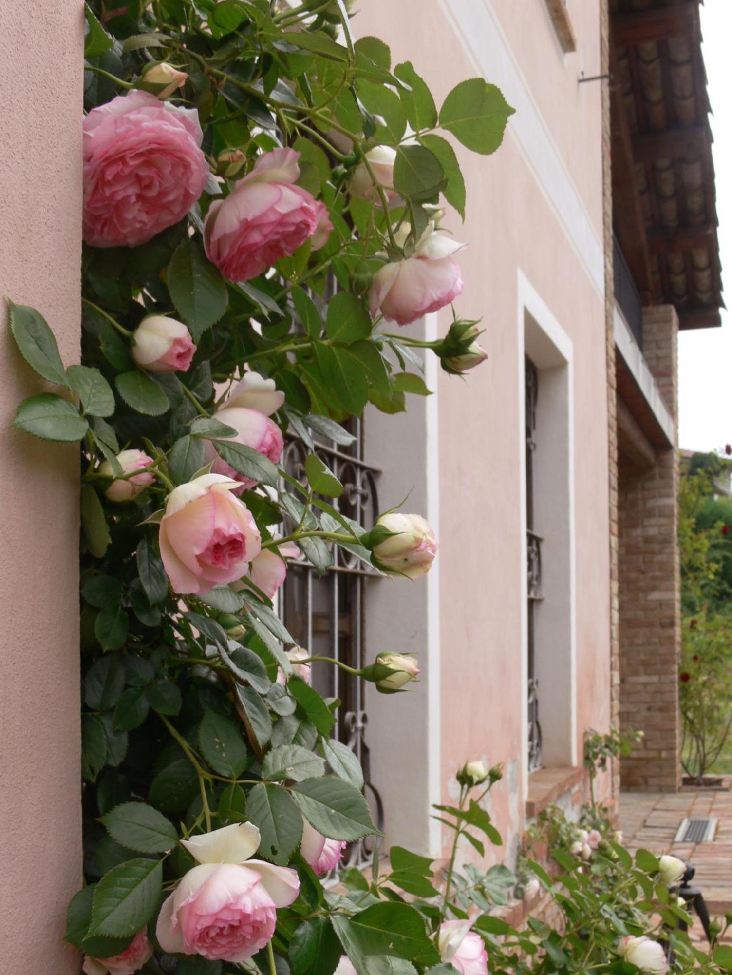 Casa Isabella Guest House Vaglio Serra Ngoại thất bức ảnh